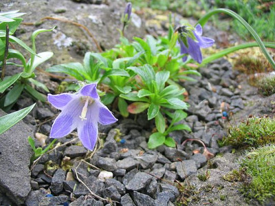 Campanula_chamissonis_fars_2007.jpg