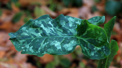 CAMOUFLAGE.jpg