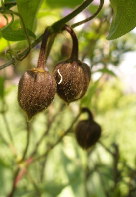 clematis_fusca_knospe_2007-05-11.jpg