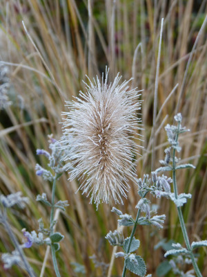 2018-11-24 Gartenimpressionen 1.jpg
