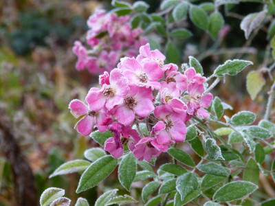 2018-11-24 Gartenimpressionen 4.jpg