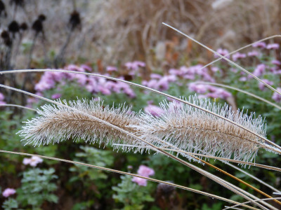 2018-11-24 Gartenimpressionen 2.jpg