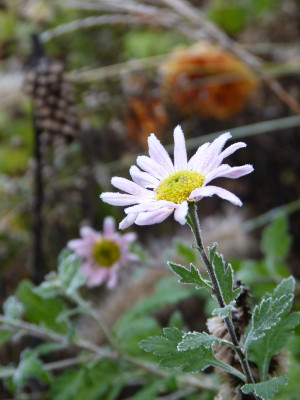 2018-11-24 Gartenimpressionen 6.jpg