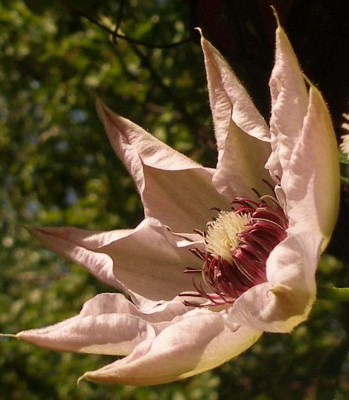 clematis_fair_rosamond_2007-05-11.jpg