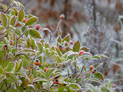 2018-11-24 Gartenimpressionen 8.jpg