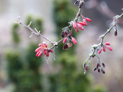 2018-11-24 Gartenimpressionen 9.jpg