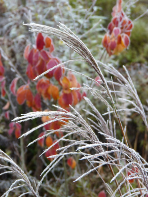 2018-11-24 Miscanthus 'Beth Chatto'.jpg