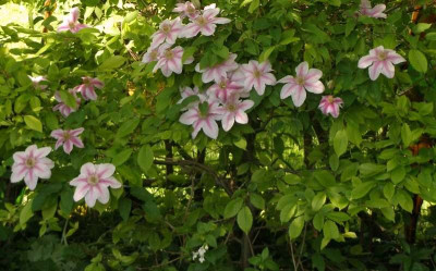 clematis_nelly_moser_2007-05-11.jpg