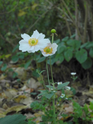 Anemone Honorine Jobert 2018-11-16 2.JPG