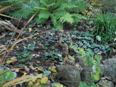 Cyclamen coum (Westhang) 2018-11-16 1.JPG