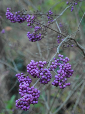 Callicarpa bod. giraldii 2018-11-16 2.JPG