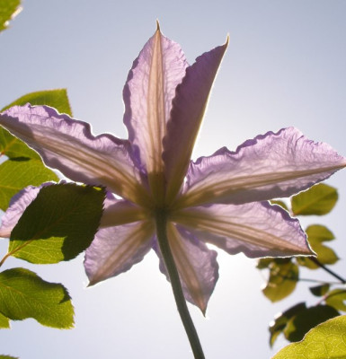clematis_William_Kennet_von_unten_2007-05-11.jpg