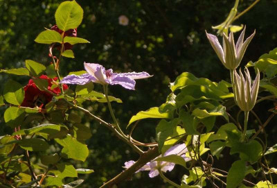clematis_William_Kennet_in_Rosa_Ms_Delbard_2007-05-11.jpg