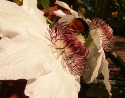 2007-05-07_fair_rosamond_und_hummel.jpg