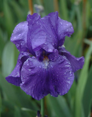 A3487a_Large.JPG