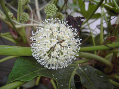 PICT2520.JPG
