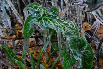 DSC_5982.JPG