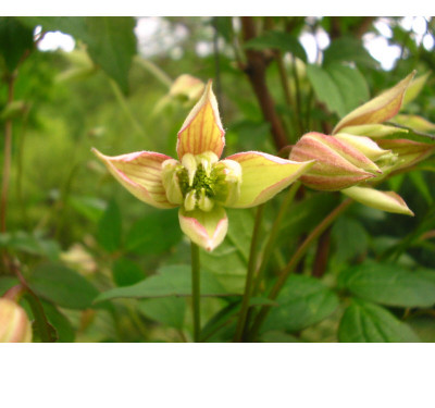 Clematis_Marjorie_1.jpg