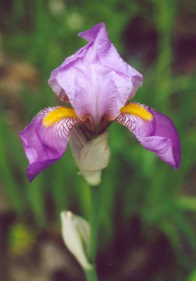 Scan0003a.jpg