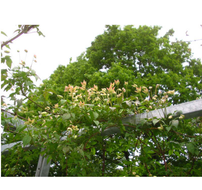 Clematis_Marjorie_2.jpg