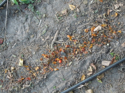 Tomatenschalenstraße.jpg