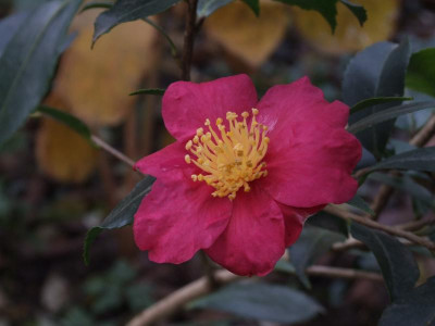 DSCF5743.JPG