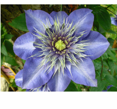 Multiblue.jpg