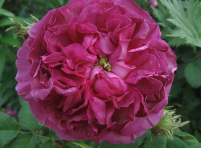 Belle_de_Crecy_11.jpg