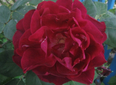 Cardinal_Hume_111.jpg