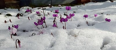 DSC_1722-Cyclamen coum_004.JPG