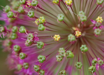 Allium-bunt-110507.jpg