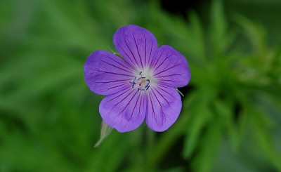 Geranium-Nimbus-110507.jpg