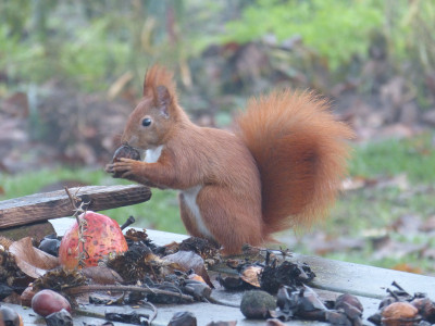 2018-12-01 Eichhörnchen.jpg
