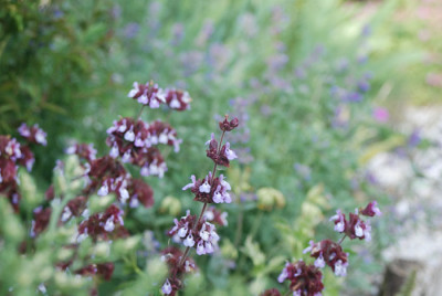 salvia_multi.jpg