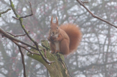 2018-12-01 Eichhörnchen 2.jpg
