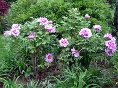 Ofuji_nishiki_21.jpg