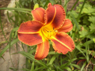 16a Hemerocallis zweifarbig.JPG