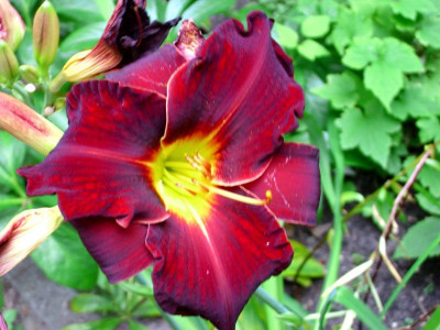 16c Hemerokallis.JPG