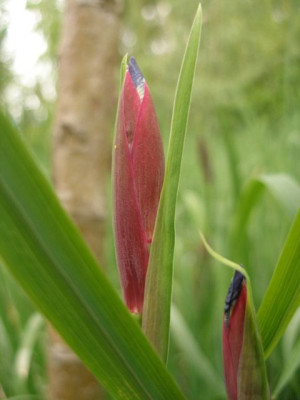 iris_sibirica_brigitte_knospe_2007-05-07.jpg