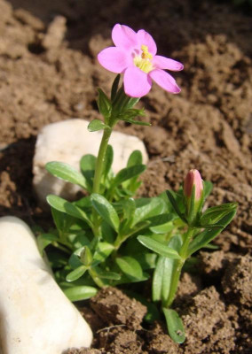 Erythraea pulchella.jpg