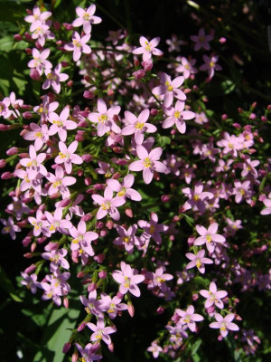 Erythraea spec..jpg