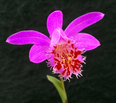 Pleione_Volcanello__2007-05-11.JPG