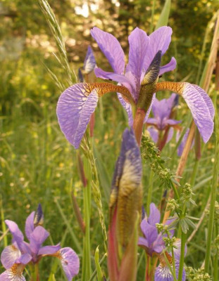 iris_sibirica_brigitte_bluete_seite_2007-05-11.jpg