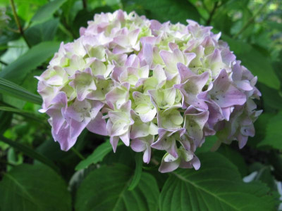All summer beauty 240609.jpg