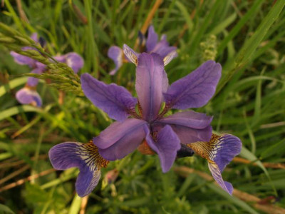 iris_sibirica_brigitte_bluete_oben_2007-05-11.jpg