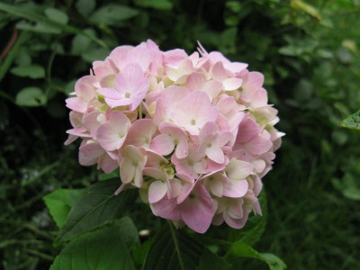 Semperflorens 170611.jpg