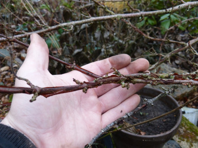 2018-12-02 Viburnum plicatum.jpg