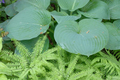 Blue-Angel-und-Adiantum.jpg