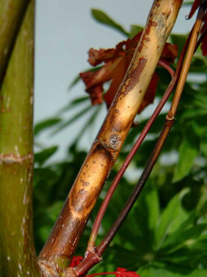 Dissectum-Atropur.jpg