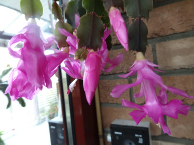 Schlumbergera pink.JPG
